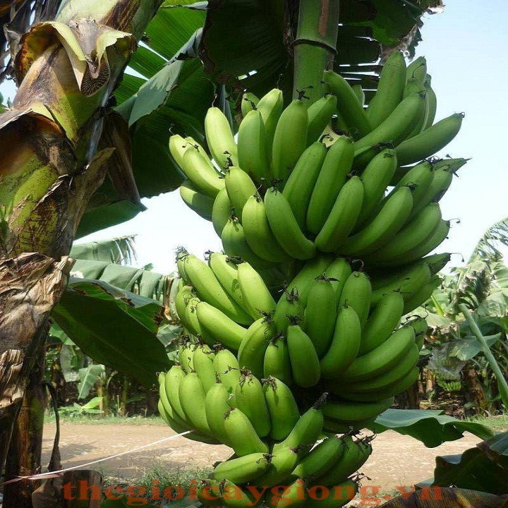 cây giống Chuối tiêu hồng nuôi cấy mô