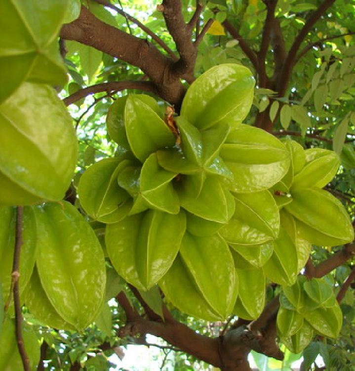 Hạt giống cây khế chua - 5 hạt/gói