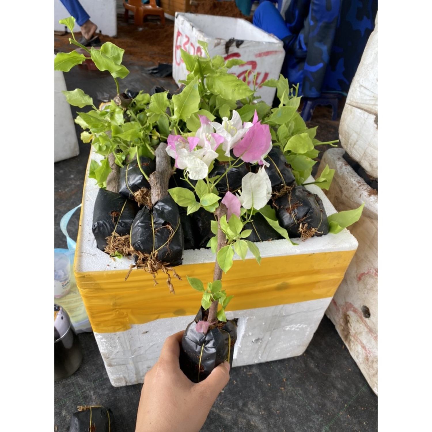 Cây Hoa Giấy HongKong ( CAM KẾT cây lên 2 màu )