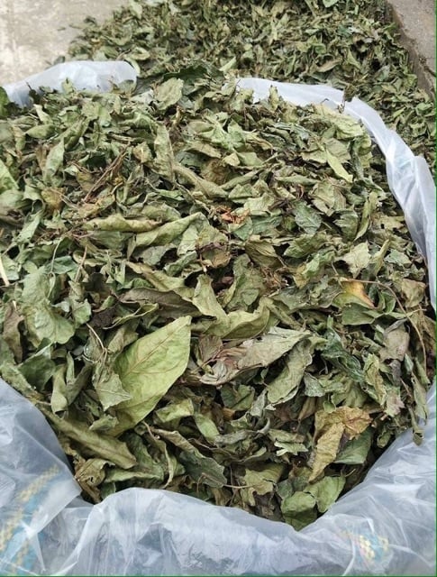 Cây xạ đen - Cây xạ đen Hòa Bình 1kg