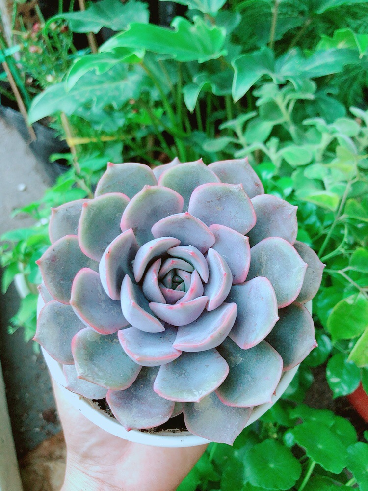 Sen Đá Tím Cánh Cứng