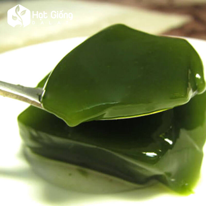 Hạt giống lá sương sâm lông 30 hạt (lá làm thạch mát)