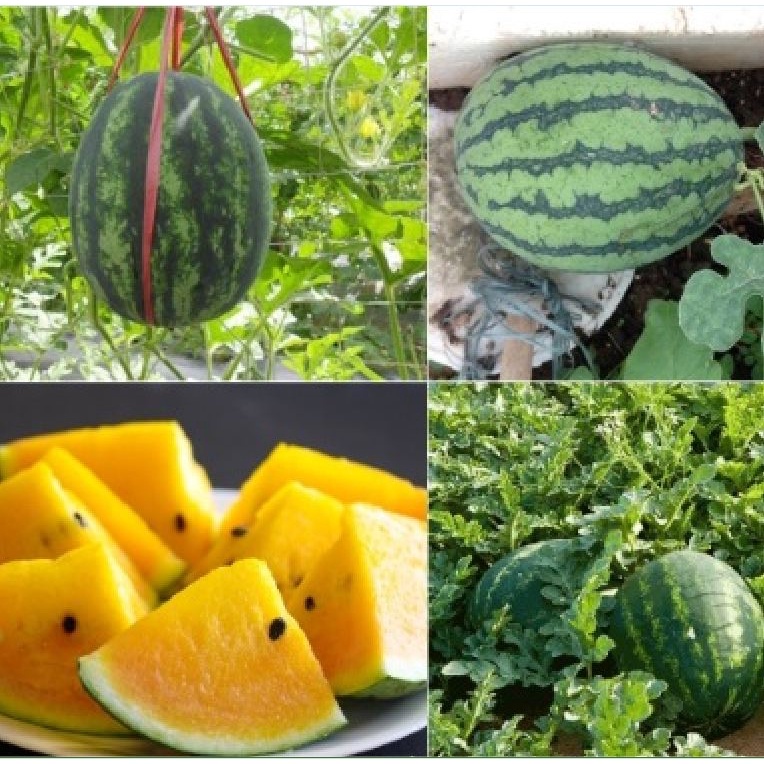 #Hạt Giống Dưa Hấu Ruột Vàng