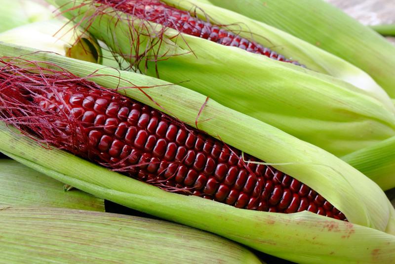 COMBO 2 gói hạt giống ngô tím ngọt F1 ( TẶNG gói kích thích hỗ trợ hạt nảy mầm)