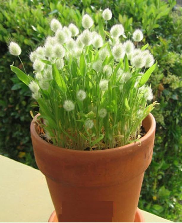Bộ 2 gói hạt giống - tghg