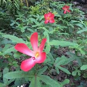 Hạt giống sâm bố chính