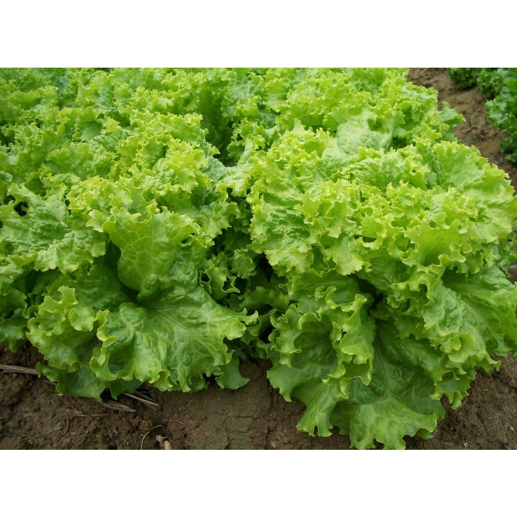 Muỗng Đong Phân Bón Có Chia Vạch (Giao màu ngẫu nhiên)