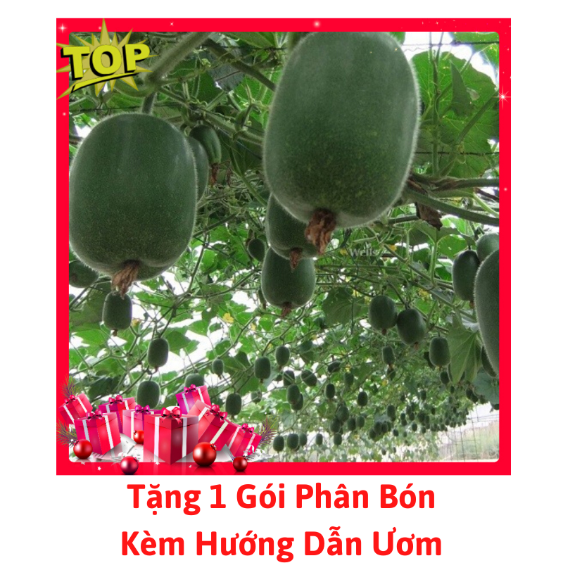 [Lấy mã giảm thêm 30%] Gói Hạt Giống Bí Xanh Đài Loan