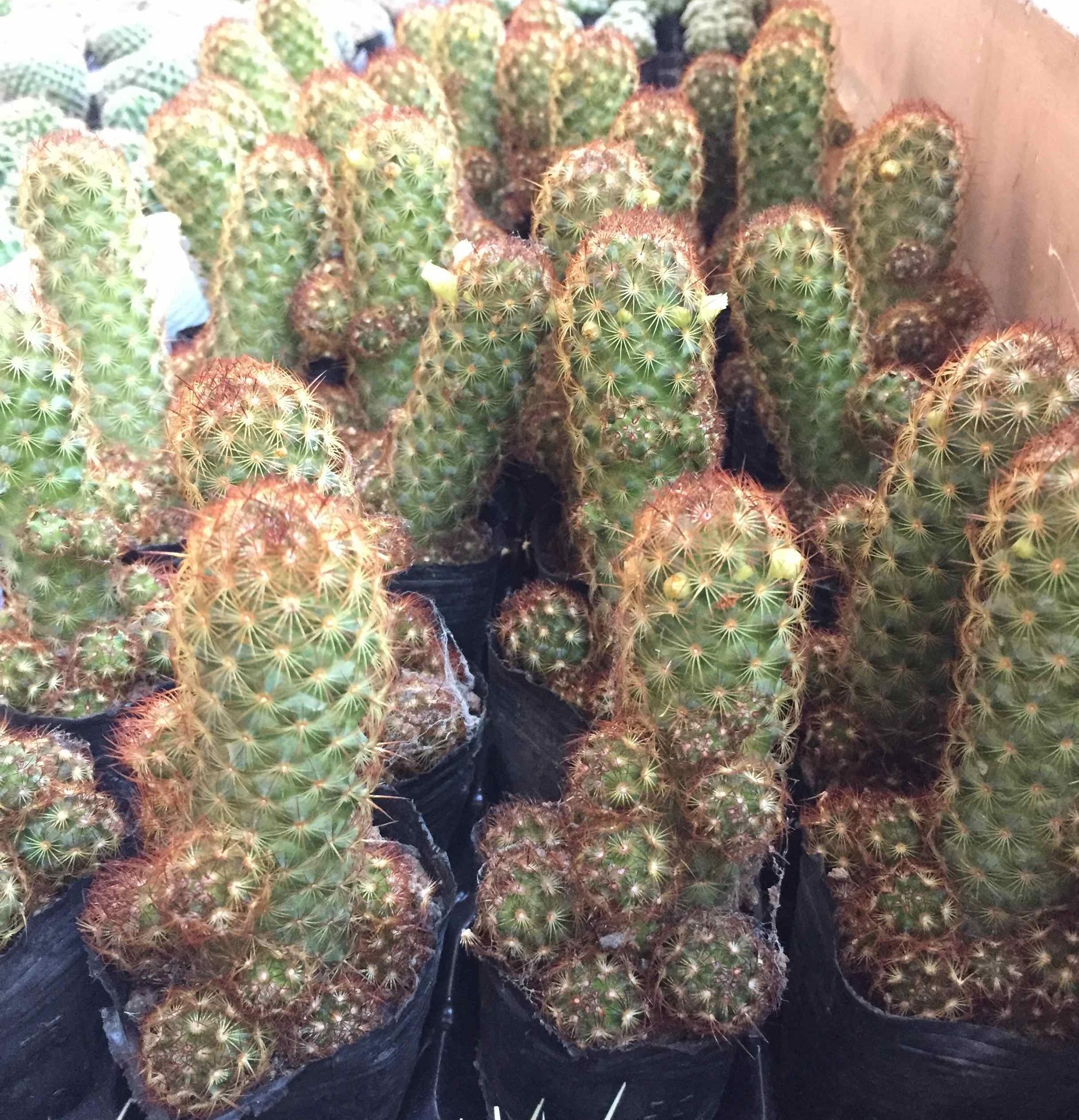 Xương Rồng Thạch Trụ Thiên Đỏ
