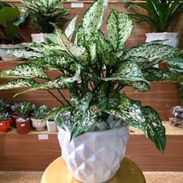 CHẬU CÂY NGỌC NGÂN