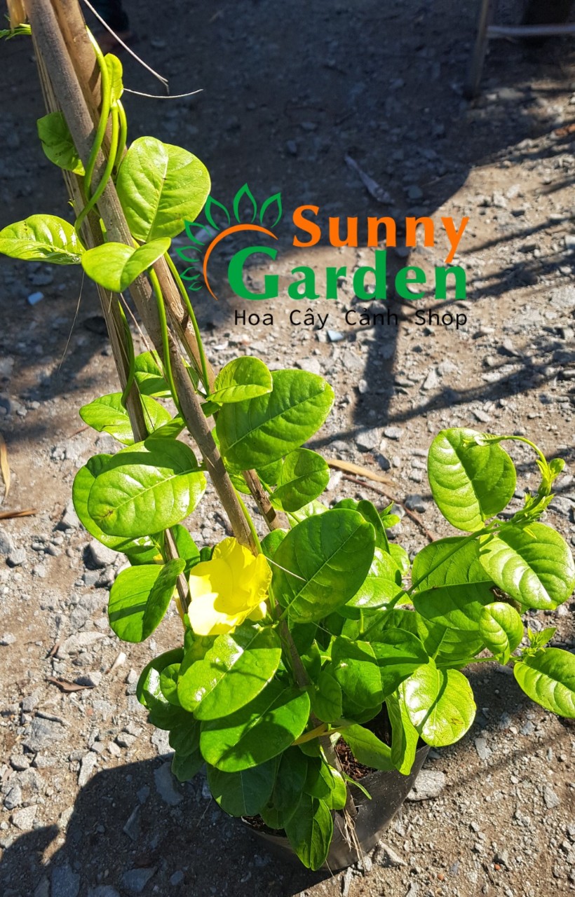 Cây Huynh Đệ Vàng ( Dây Leo Rào). Cao 30-40cm - Cây Cảnh