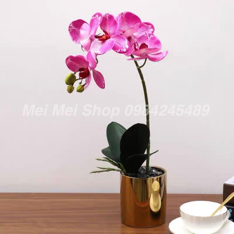 Chậu Lan Hồ Điệp (gồm cả bình màu vàng + 1 cành hoa 5 bông to), hoa lan cao su cao cấp