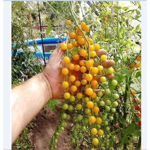 Hạt giống cà chua bi dây chùm siêu quả ( 30 hạt/gói )
