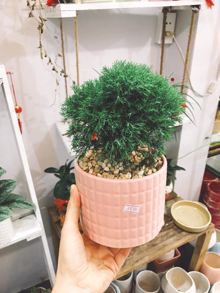 Cây tùng bồng lai - Cây cảnh để bàn