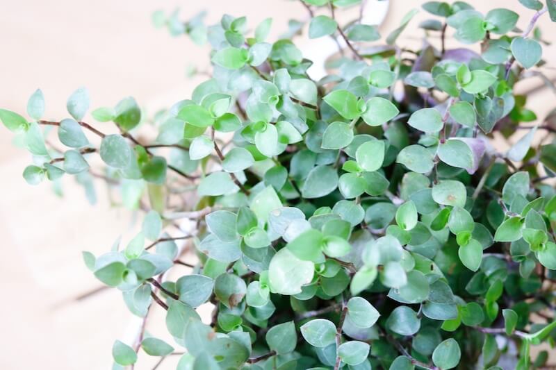 Cây Callasia repens - Cây Tổ Ong (chậu treo hoặc chậu đất nung)