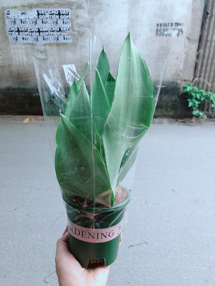 Cây Lưỡi Hổ Bạc