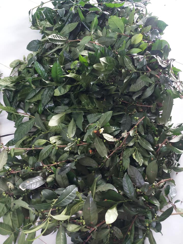 Gel Rửa Mặt Trà Xanh Ngừa Mụn Sáng Da