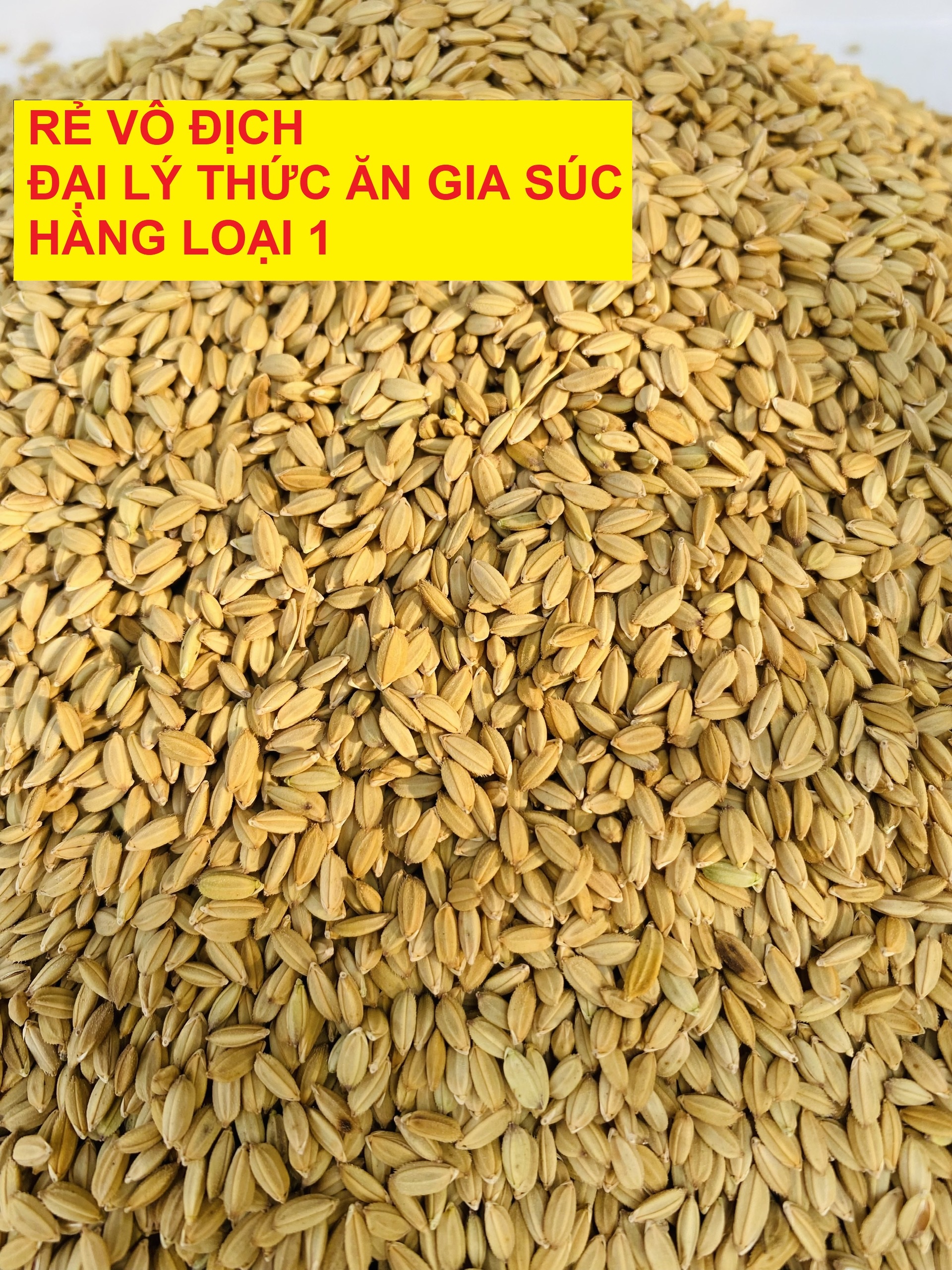 Lúa Tiêu Ruột Đỏ Hạt Nhỏ - Giá Sỉ Khi Mua Lẻ