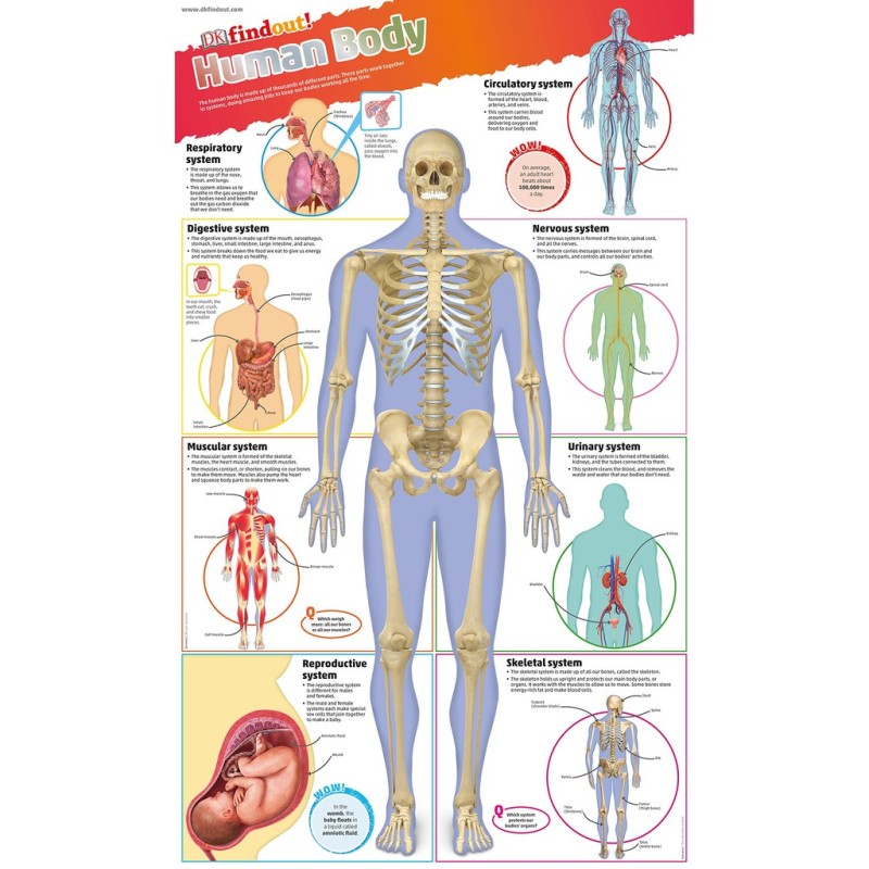 Sách : Tìm Hiểu Cơ Thể Người - DKfindout! Human Body Poster - Dành Cho Học Sinh Từ 5 tuổi