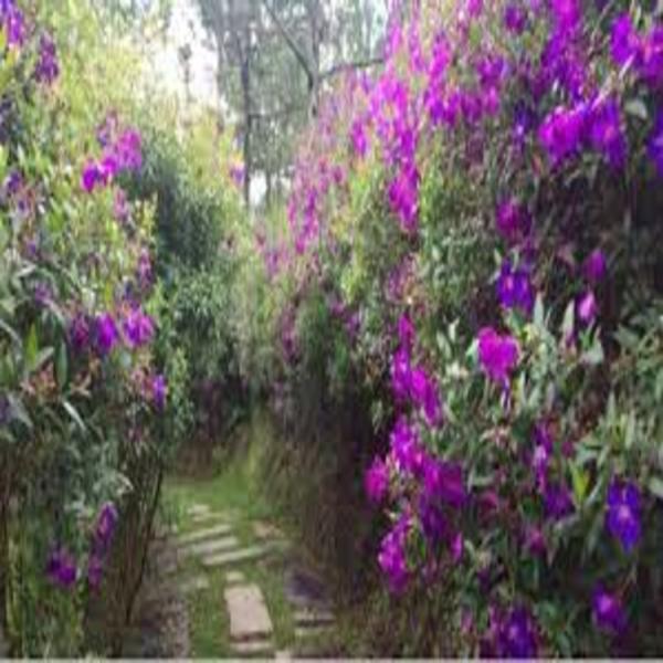 CÂY GIỐNG SIM THÁI, MUA THÁI