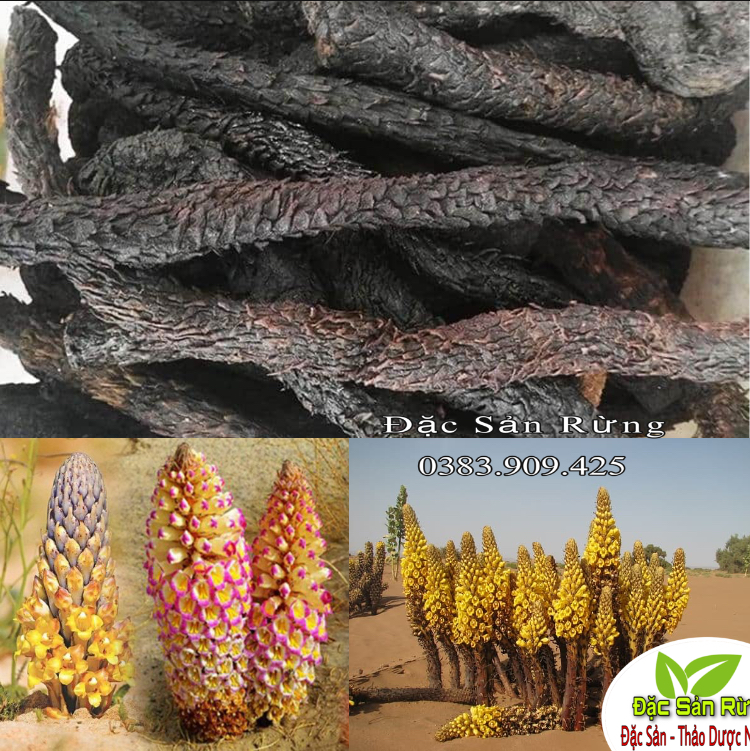 Nhục Thung Dung Khô ( 100gr  )  - Củ To Mềm
