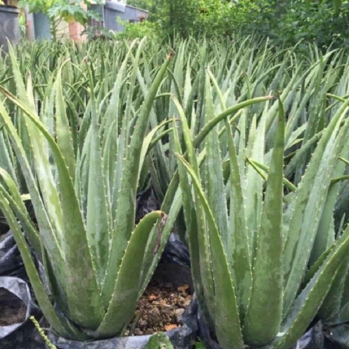 CHẬU CÂY NHA ĐAM MỸ, BẸ SIÊU TO,SIÊU DỄ TRỒNG, SIÊU NĂNG SUẤT, SIÊU KINH TẾ + Tặng 3 Cây Quế Dược Liệu