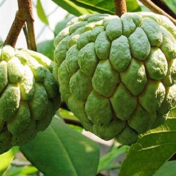 Hạt giống cây na dai ( mãng cầu ta ) Gói 10 hạt