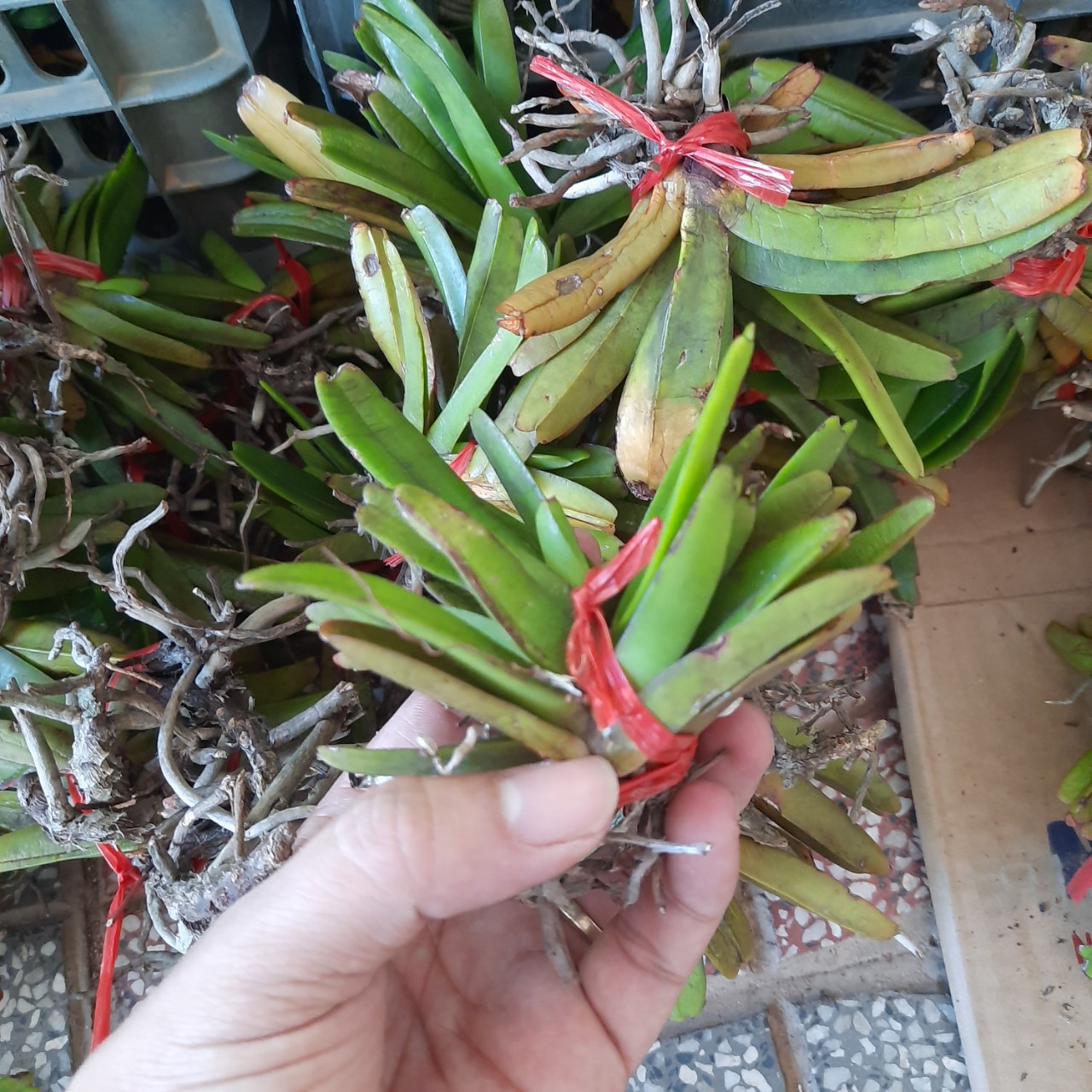 lan rừng quế tím 15 cây giống 50k
