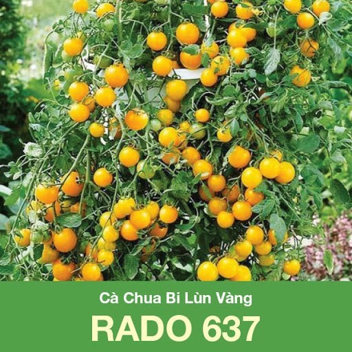 Giống cà chua bi lùn vàng (0.1g)