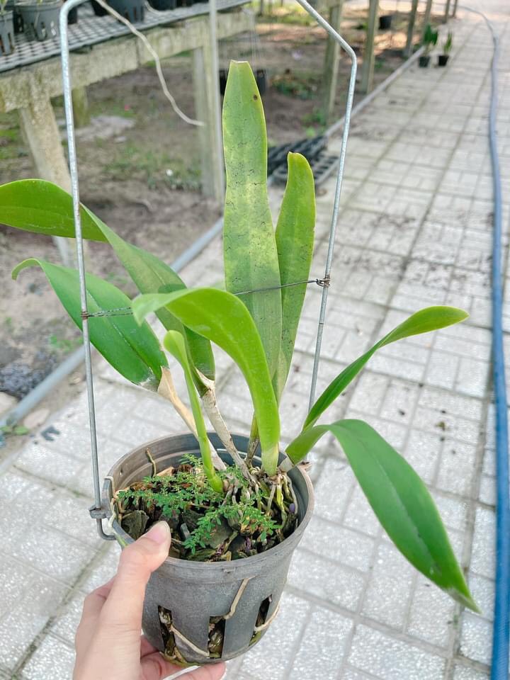 hoa lan brass Kiều Vy