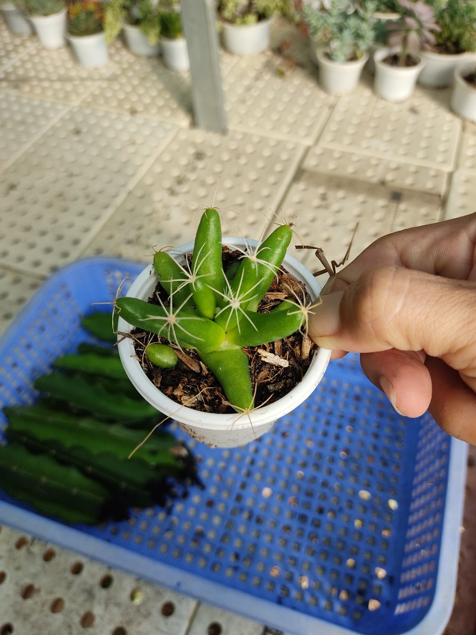 Xương rồng CHUỐI (size chậu 5 cm)