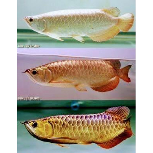 Khoáng Chất High Active 100G Cho Cá Cảnh ( Hàng  )