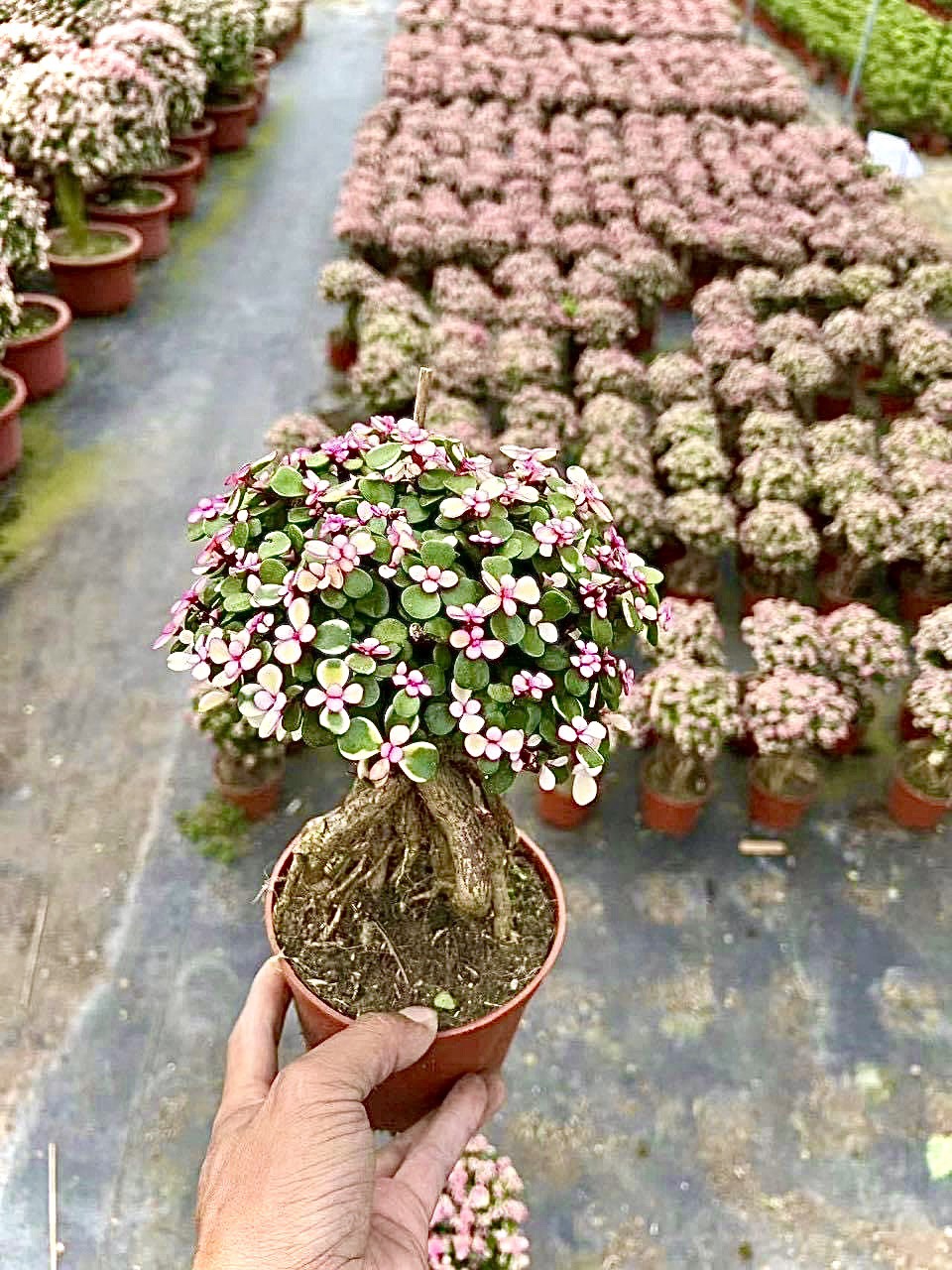 Cây sen đá đô la bonsai - cây kim chi