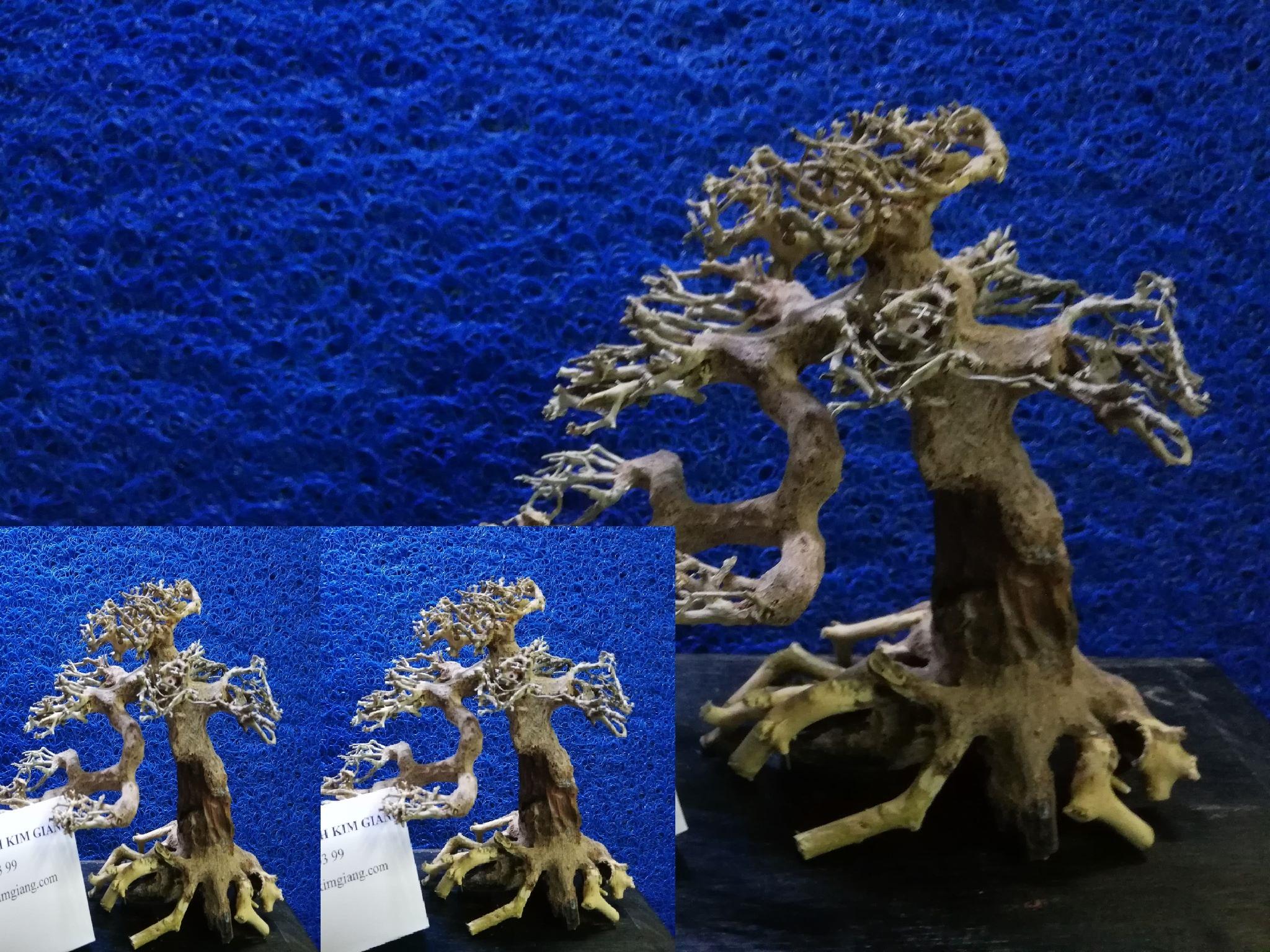 Lũa bonsai thủy sinh – Lũa cho hồ cá thủy sinh