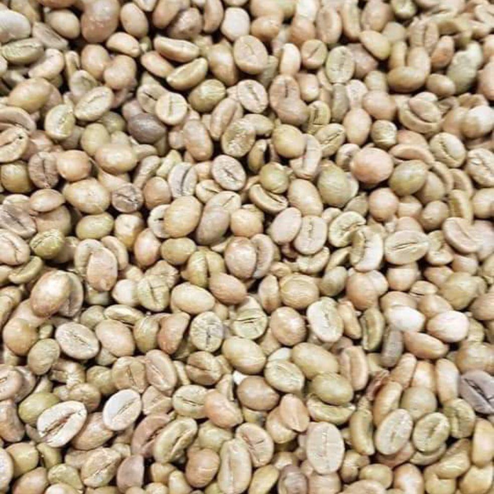 nhân cà phê sống Robusta 5kg