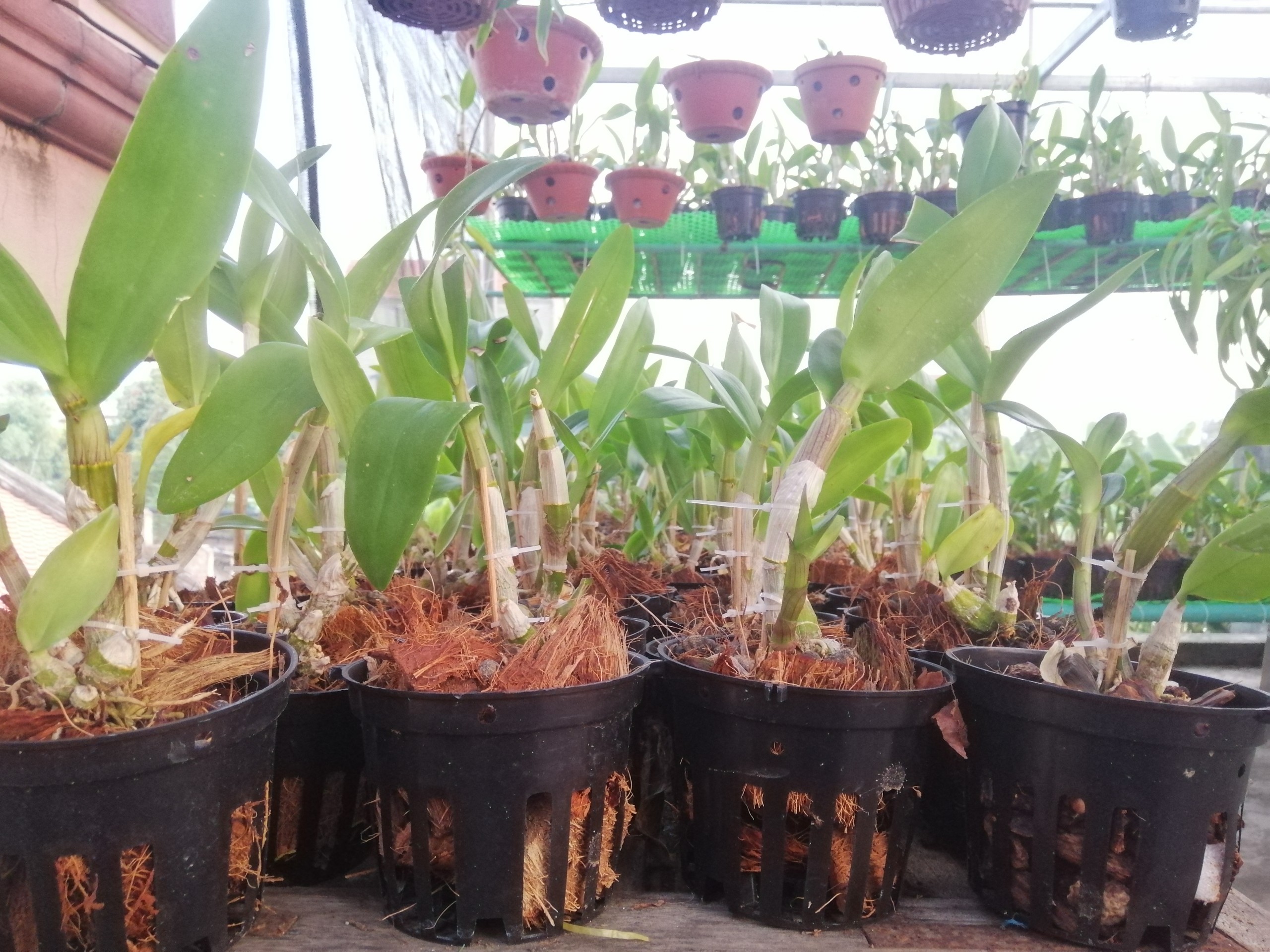 Combo 10 Chậu Nhựa Trồng Lan Phi 12