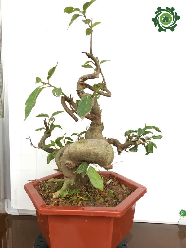 sung bonsai gốc lớn | Lazada.vn