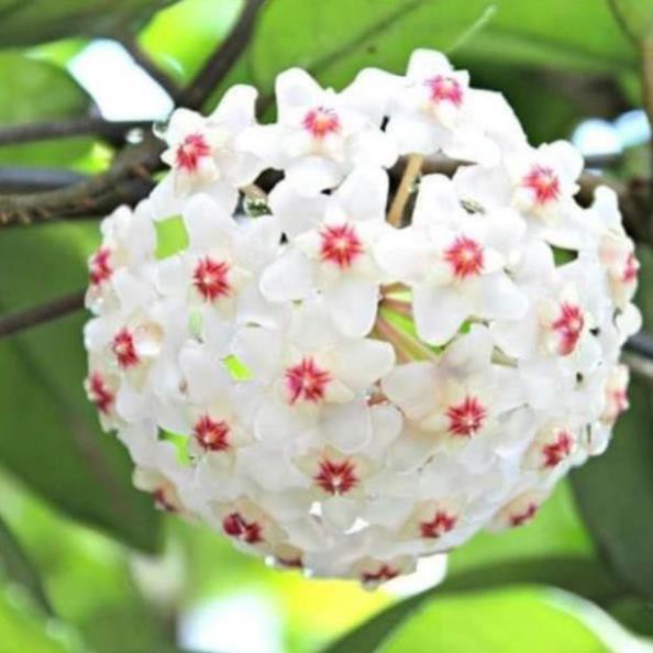 Lan cẩm Cù