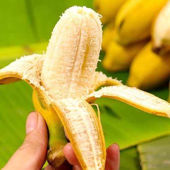 Cây chuối cau giống mẵn, giống lùn, mau trái- Hoa kiểng Nguyễn Lộc