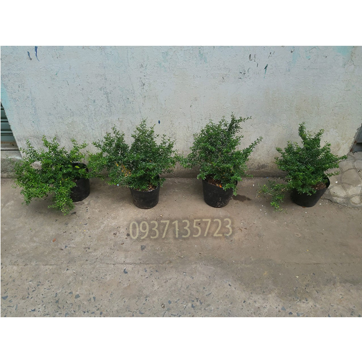 [HCM]CÂY LINH SAM -CAO TỪ 20-35 CM
