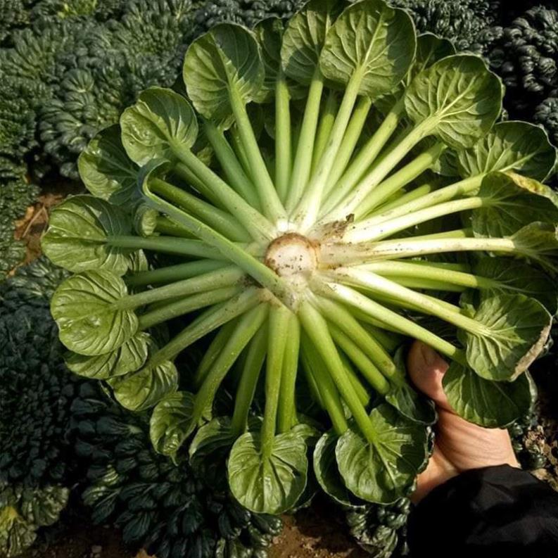 500 HẠT GIỐNG CẢI HOA HỒNG RẠNG ĐÔNG