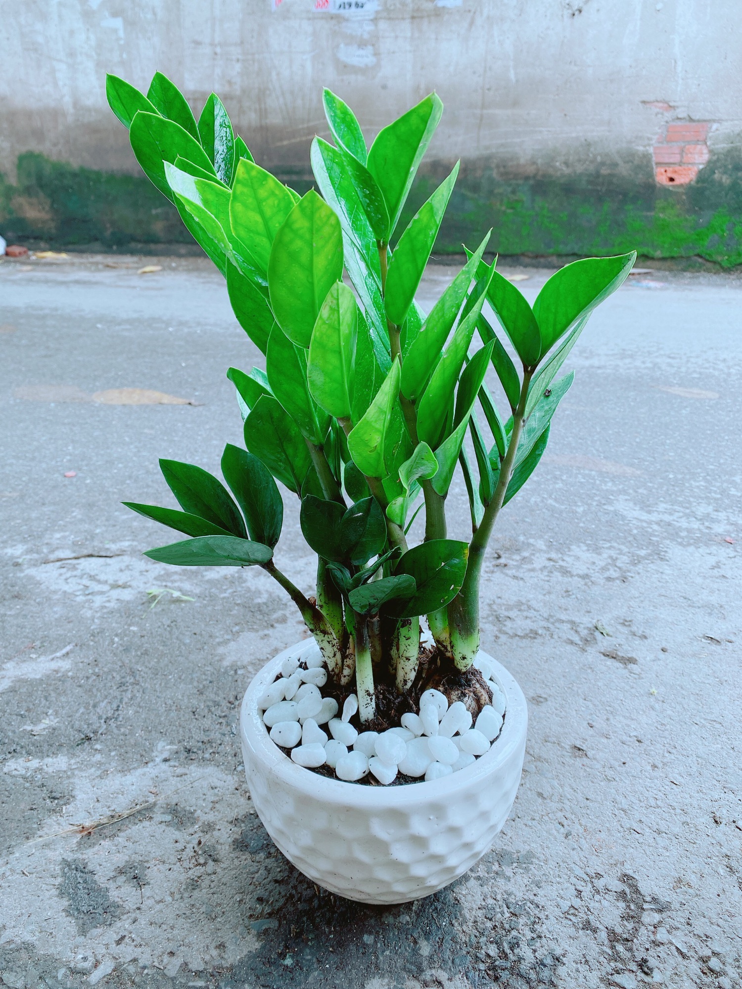 [HCM]Chậu Kim Tiền