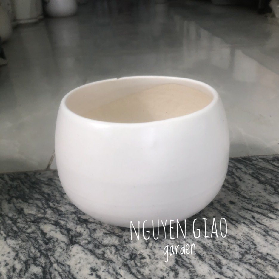 Chậu Trồng Cây Hạt Dẻ 8 x 9,5cm