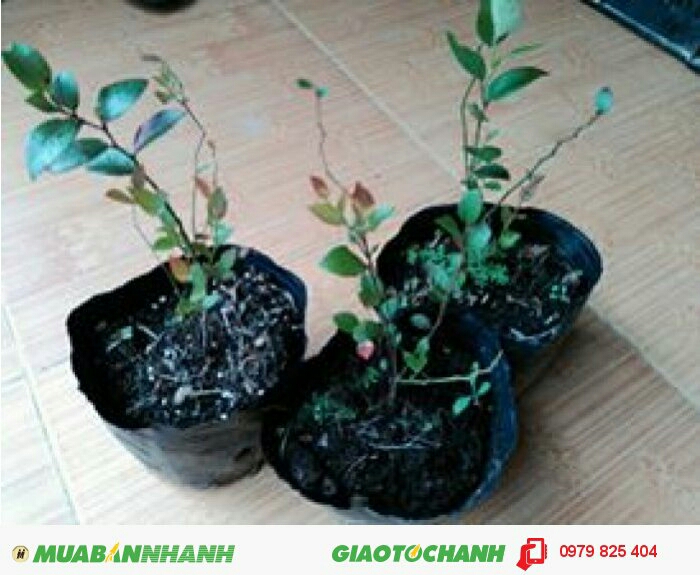 cây việt quất tứ mùa nhỏ