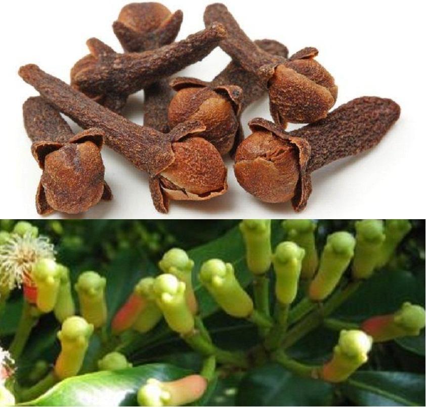 [HN]Đinh Hương (Nụ Đinh Hương Khô) Thảo Lộc Túi 50g