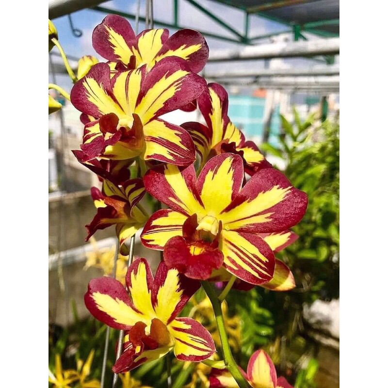 (1 chậu) Hoa lan dendro chớp vàng đỏ - tỷ lệ xổ chớp 5%
