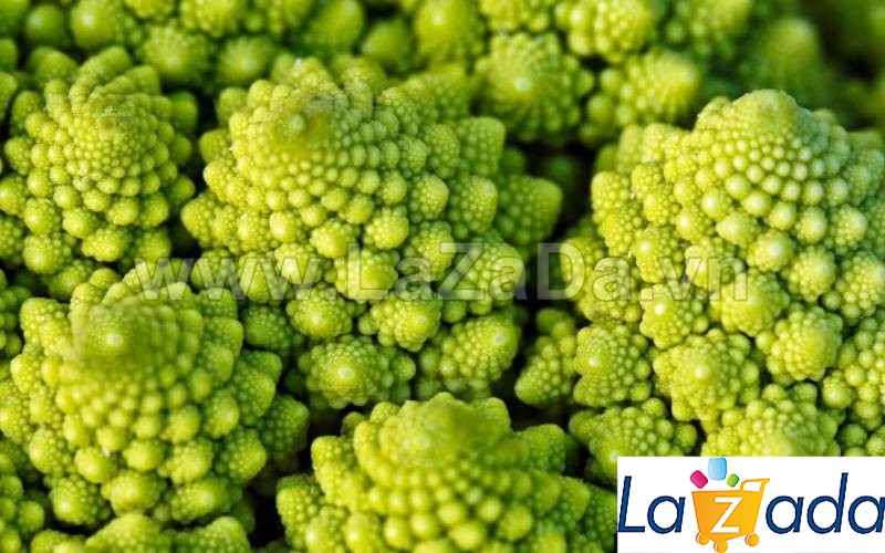 0.2Gr Hạt Giống Súp Lơ San Hô (A2.301| C10*W55*M005)