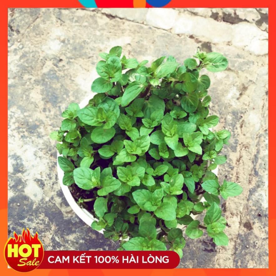 [FREESHIP - Xả Khô Máu] Cây Bạc Hà Chocolate Mint