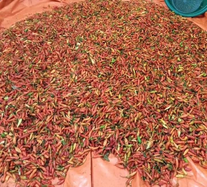 Tương ớt Mường Khương