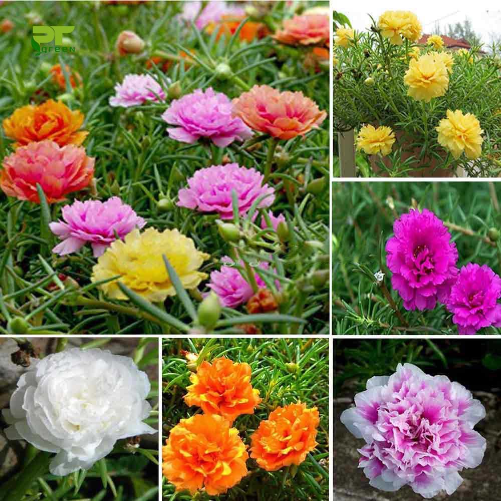 Hạt Giống Hoa Mười Giờ Nhiều Màu (200 Hạt)
